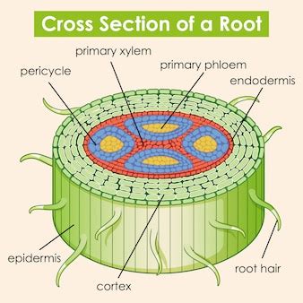 Free Vector | Diagram showing internal root structure