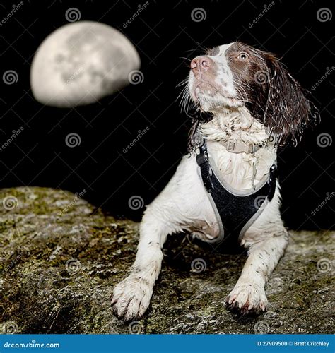 Dog at night stock photo. Image of breed, puppy, safety - 27909500