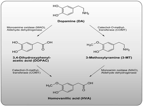 Monoamine Neurotransmitters