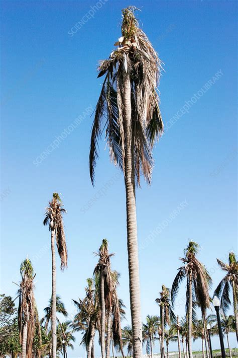 Hurricane damage to palm trees, Florida, USA - Stock Image - C042/6663 ...