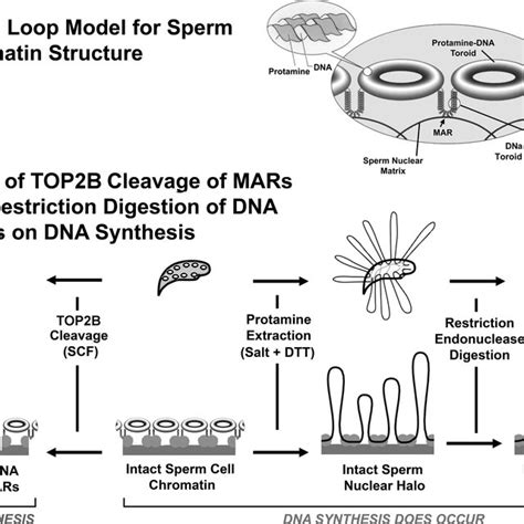 Relationship Of Sperm Chromatin Structure To Dna Replication And