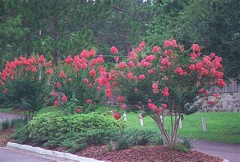 Comanche Crape Myrtle I Have Six Of These Mini Trees Up My Back