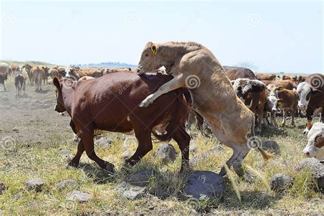 Two Cows Bulls Mating on the Field Stock Photo - Image of dairy, animal ...