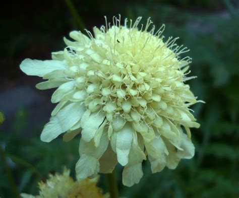 A Mystery Perennial Laidback Gardener