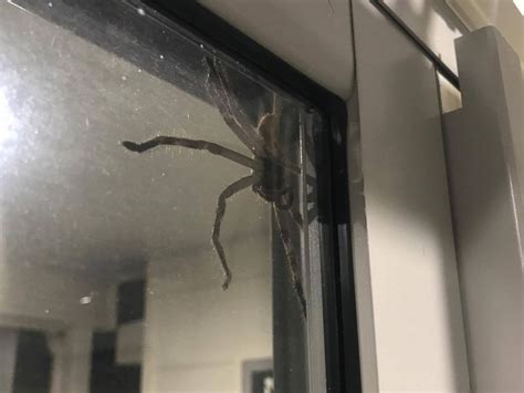 Hauntingly Huge Huntsman Spider Perches On Window Of Australian House