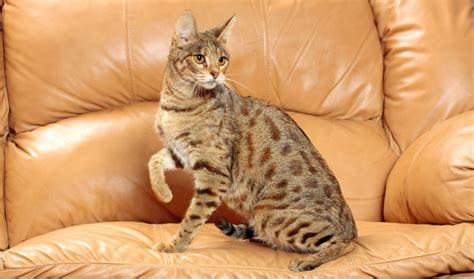 Savannah Cat Breed Information