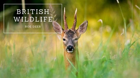 British Wildlife Roe Deer Youtube