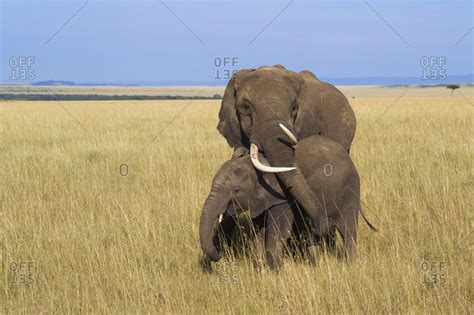 African Bush Elephant Loxodonta Africana Mother With Calf Maasai