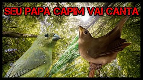 esquentar papa capim piado de fêmea de papa capim e papa capim