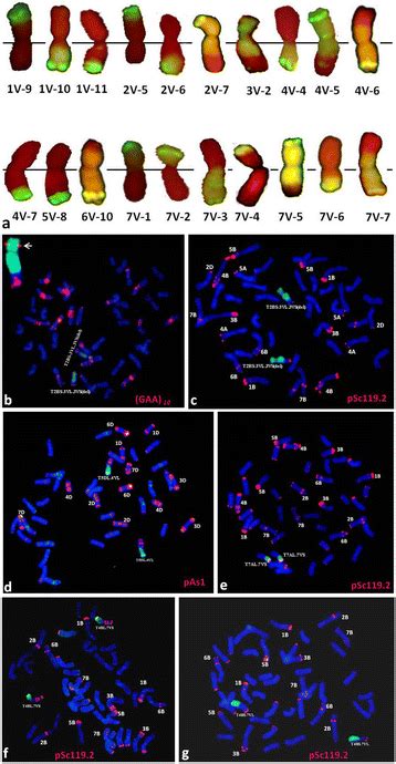 The Gish Fish Patterns Of The Wheat D Villosum Translocations Gish