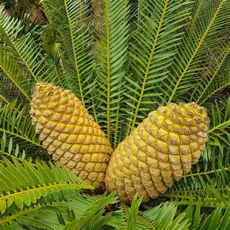 Cycads — Rooiklip