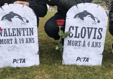 PETA installe un cimetière devant Marineland pour dire que la captivité