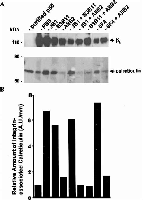 Inducible Coimmunoprecipitation Of Calreticulin With Integrin A