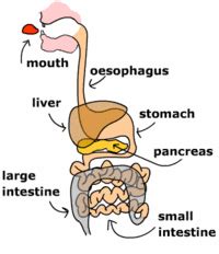 Structures and Function of the Digestive System Quiz - Quizizz