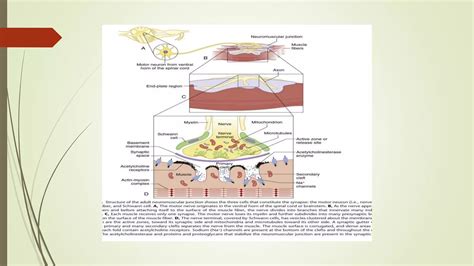 Neuromuscular junction anatomy & physiology | PPT | Free Download