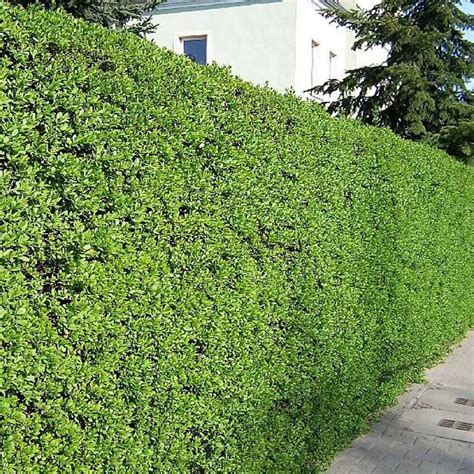 Ligustrum Vulgare Wild Privet Hedging