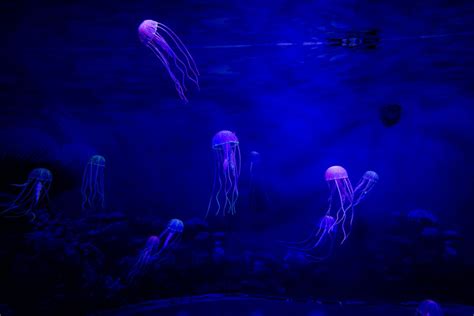 Jellyfish in an Aquarium · Free Stock Photo