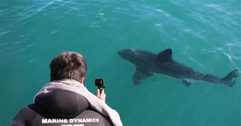 Le Cap Croisière écologique de plongée dans les cages à requins à