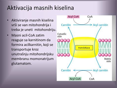 Varenje I Metabolizam Lipida Ppt