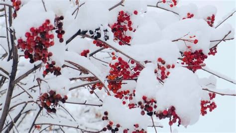 Ash Berry Adobe Stock