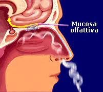 Covid Dal Naso Al Cervello Verso Nuove Terapie Optimistan News Good