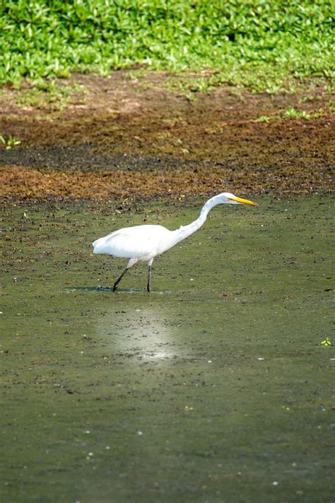 Aigrette Oiseau Photo Gratuite Sur Pixabay Pixabay