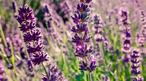 15 Dwarf Lavender Varieties You Can Grow in Compact Spaces