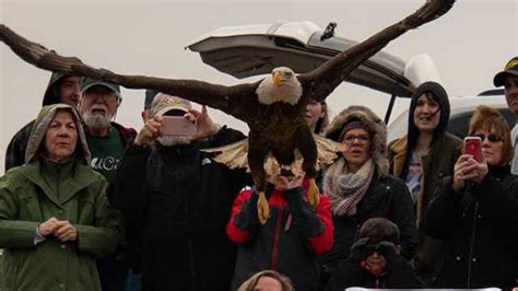 Bald Eagle Released Into Wild After 4 Months Of Rehabilitation