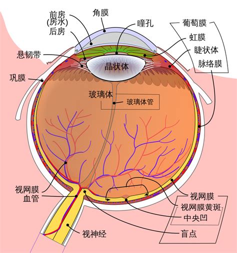 fileschematic diagram   human eye zh hanssvg wikimedia commons