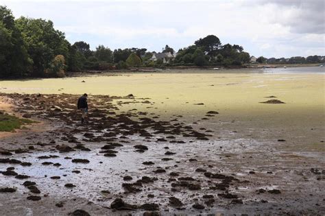 Morbihan Algues vertes Eau et rivières de Bretagne sinquiète de