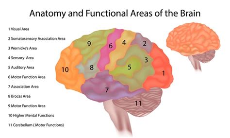 357 Brain Areas Functions Royalty-Free Images, Stock Photos & Pictures ...