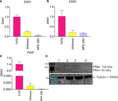 Frontiers Invasiveness Of Endometrial Cancer Cell Lines Is