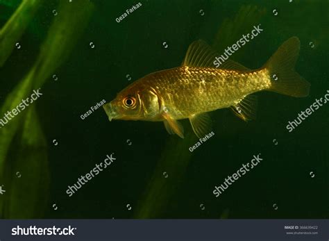 Prussian Carp Carassius Gibelio In The Tank Stock Photo