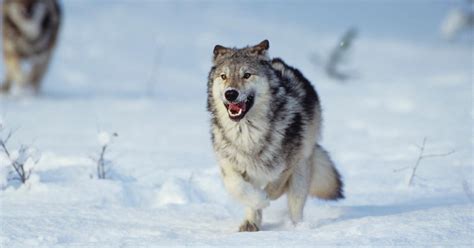 Why Were Eight Oregon Wolves Poisoned Behind The Wildlife Disaster