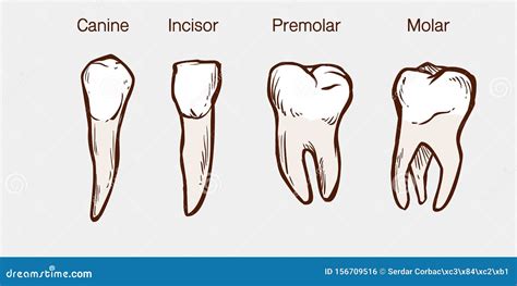 Types of Human Teeth Vector Illustration Stock Vector - Illustration of ...