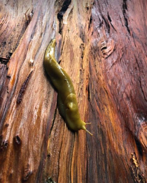 Banana Slug Muir Woods National Monument U S National Park Service