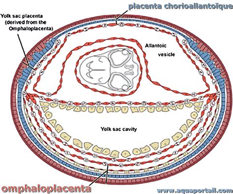 Placenta Définition Et Explications