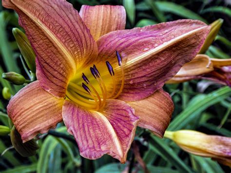 Lily Flower Free Stock Photo Public Domain Pictures