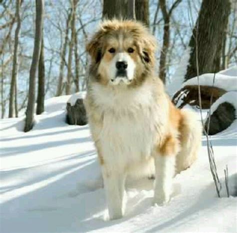 Saint Bernard and great Pyrenees mix.... and I got four puppies. Who ...