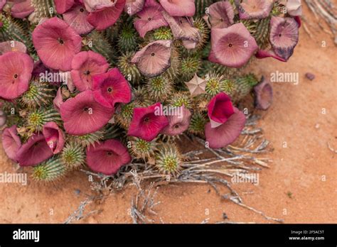 Red Flowering Hoodia Cactus In The Namib Naukluft National Parknamibia