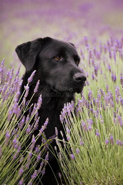 Black Labrador Dog In Lavender Field Stock Image Image Of Portrait