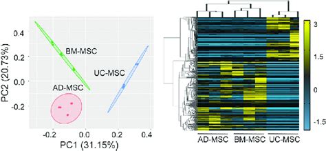 Transcriptomic Analysis Between Uc Mscs And Adultmscs Download Scientific Diagram