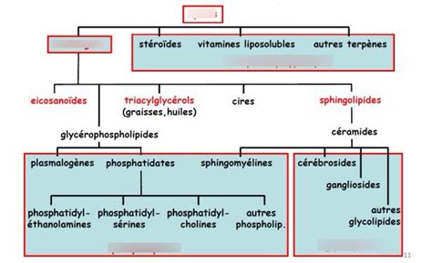 Diagramme De Biochimie Les Lipides Quizlet