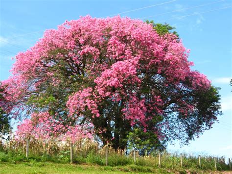 Ceiba un árbol imponente