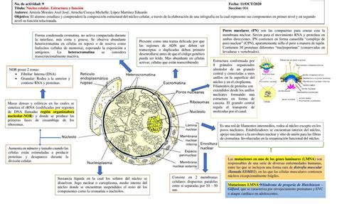 Infograf A N Cleo Celular Estructura Y Funci N Michelle Cozaya Udocz