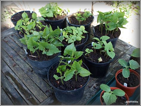 Mark's Veg Plot: Planting beans