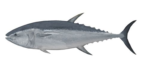 Pacific Bluefin Tuna | Fish Species of New Zealand