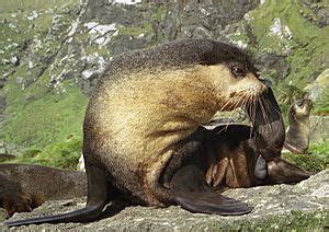 Subantarctic fur seal Facts for Kids