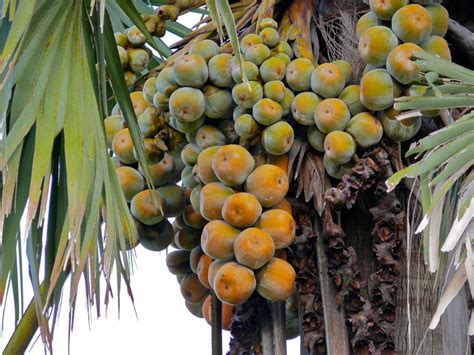 The Palmyra Palm Fruit Ibiene Magazine