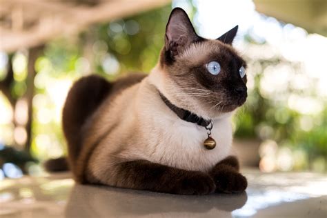 Siamois Caractère Origine Santé Et Alimentation De Ce Chat